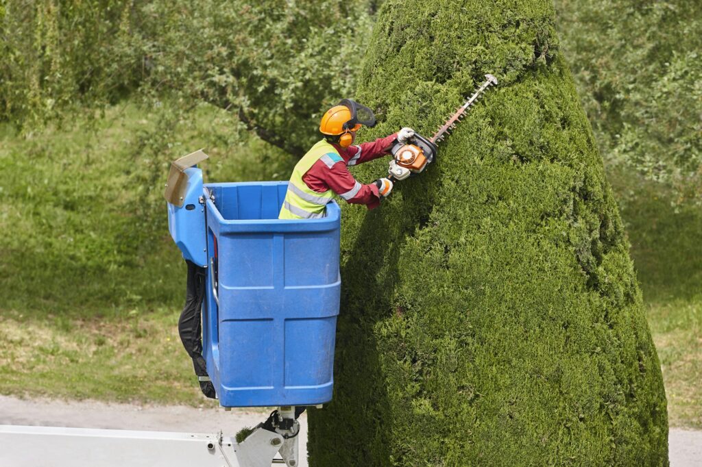 Gardener pruning a cypress on a crane. Seasonal