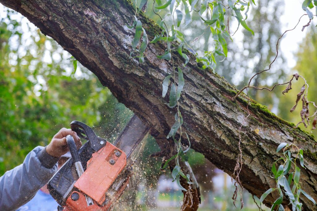 Man pruning tree branches work in the city utilities after damaged trees after a storm