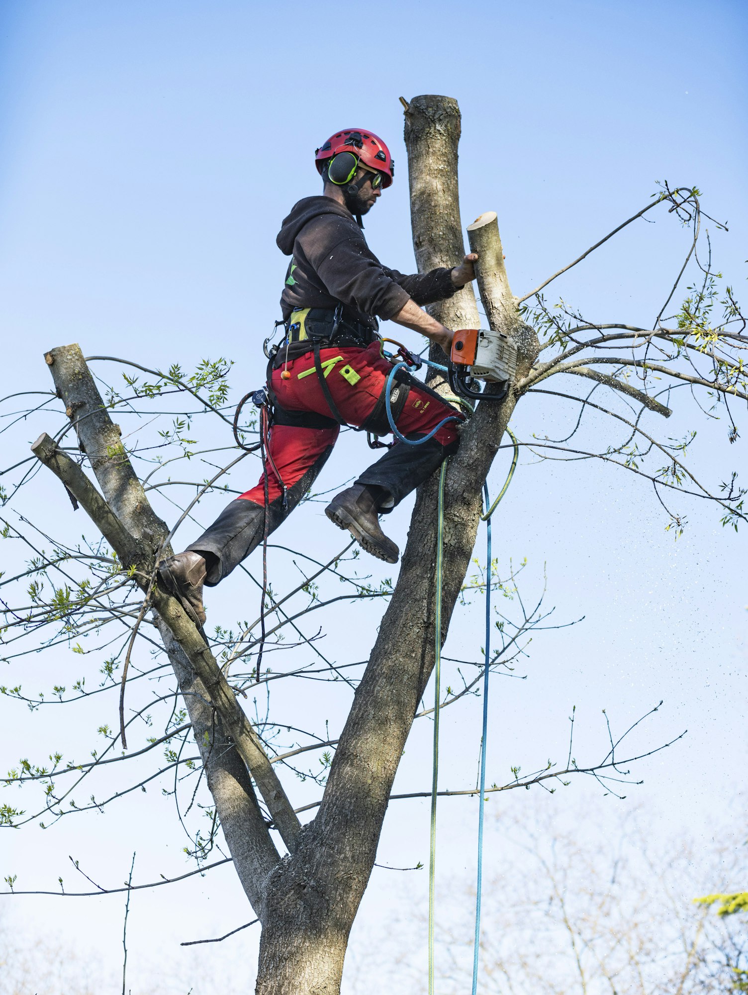 pruning a tree