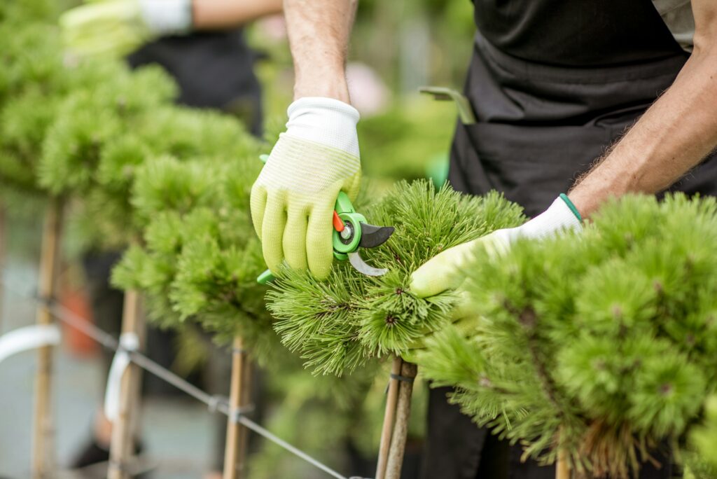 Pruning ornamental trees